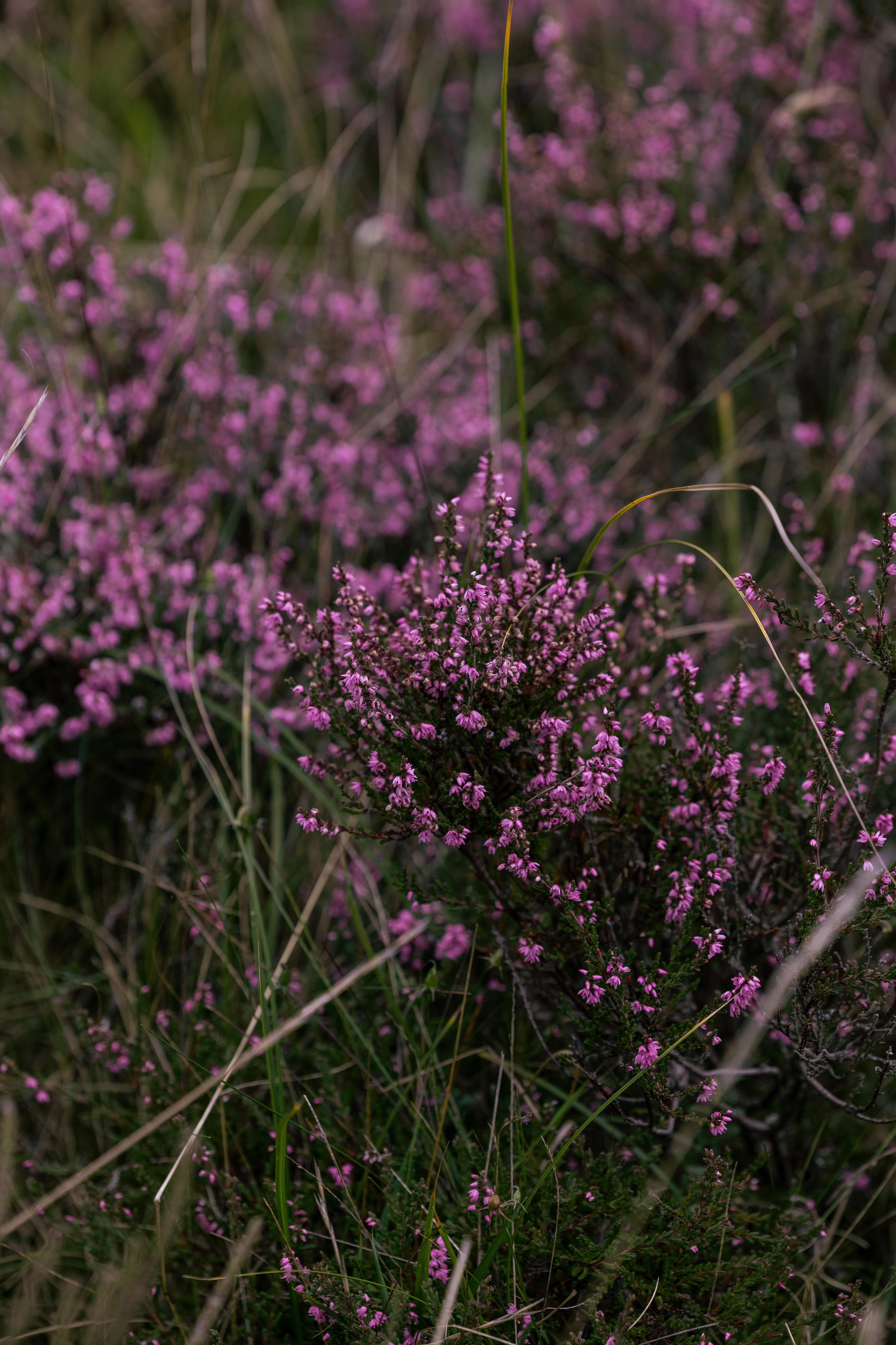 Dornoch Station 호텔 외부 사진 Calluna vulgaris