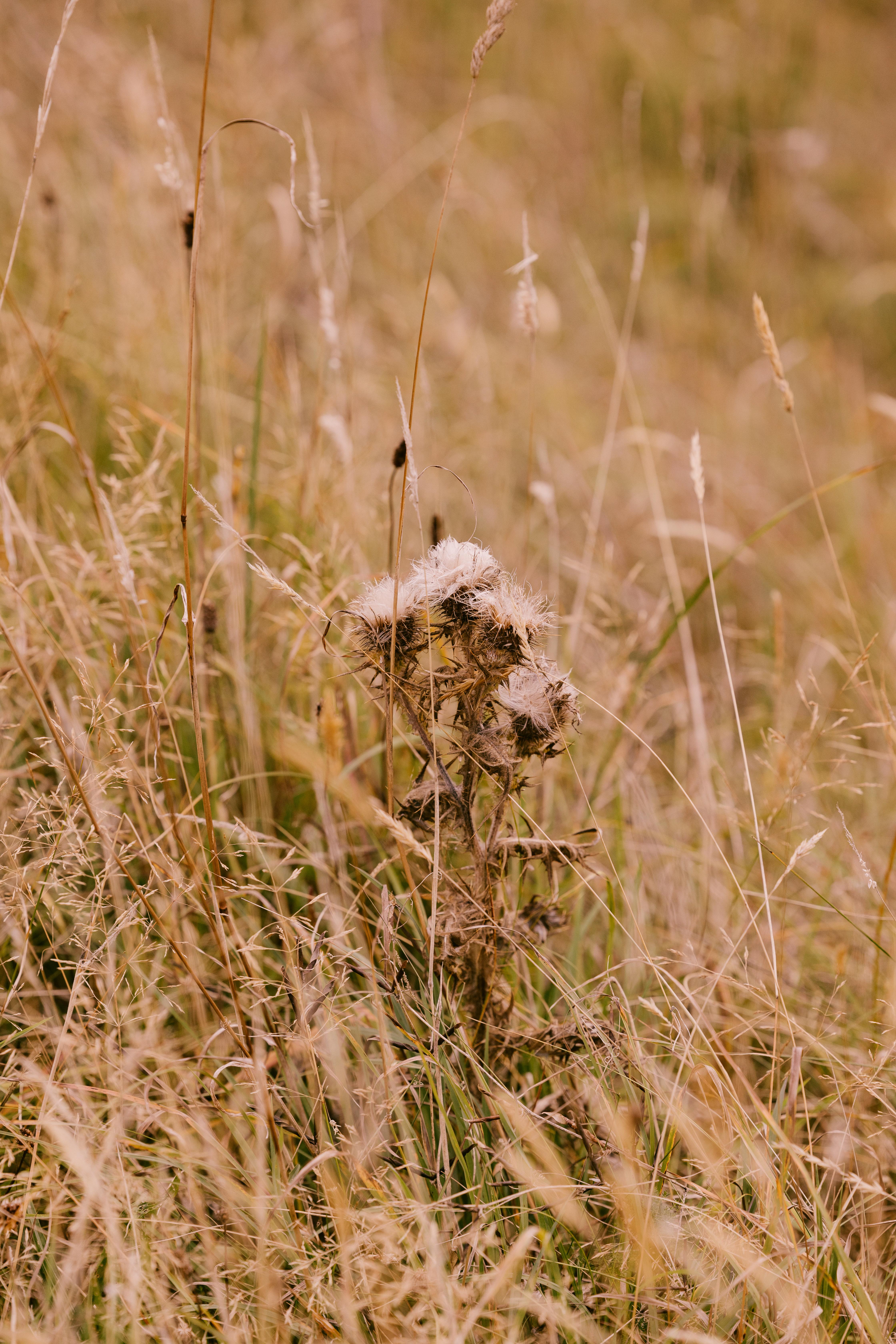 Dornoch Station 호텔 외부 사진 Seedhead