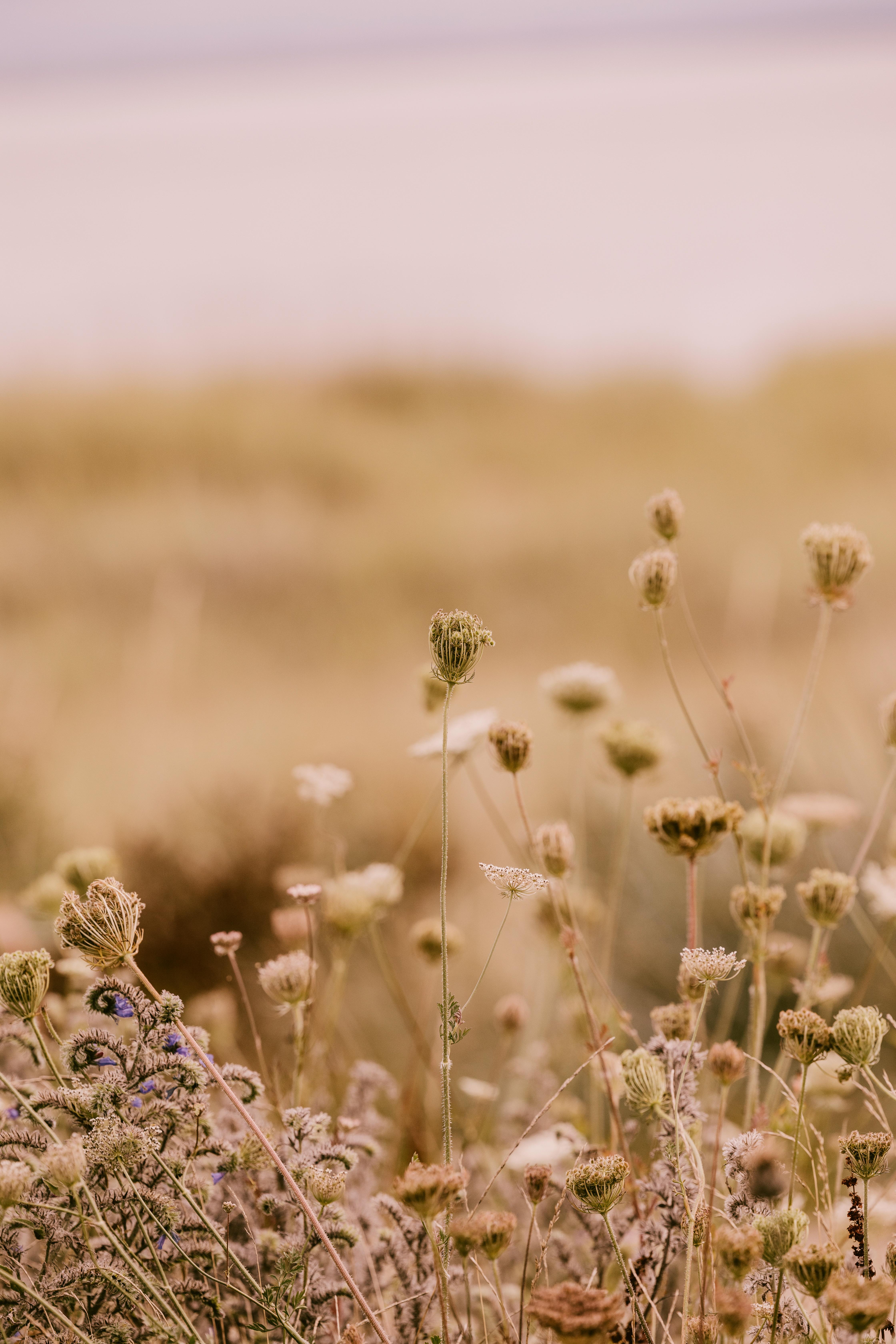 Dornoch Station 호텔 외부 사진 Flowering in the desert